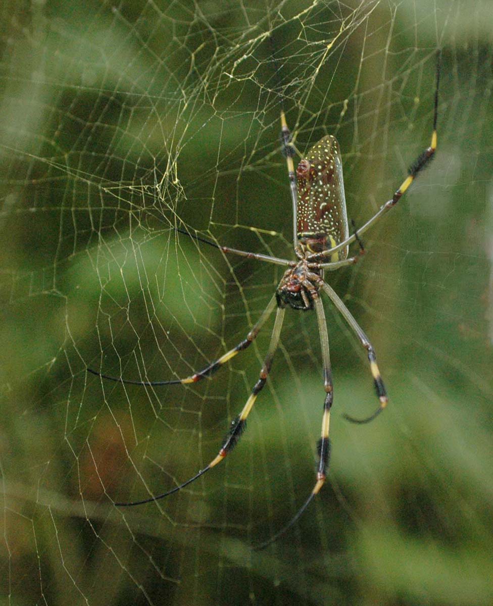 Kaplan Alan Not an Itsy Bitsy Spider Nature  Zoological   Class A 20260225